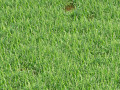 Grass blades Modello 3D