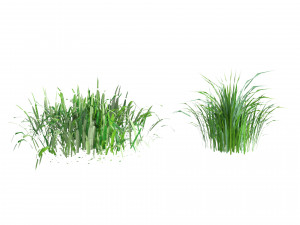 Grass blades 3D Model