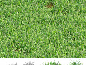 Grass blades 3D Model