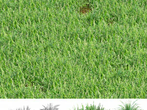 hojas de hierba Modelo 3D