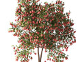 Realistic Pomegranate Tree Modelo 3D