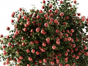 Realistic Pomegranate Tree 3D 모델