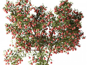 Realistic Pomegranate Tree 3D 모델