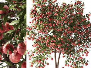 Realistic Pomegranate Tree 3D 모델