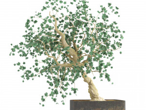 Fall and green bonny bonsai pot trees 3Dモデル