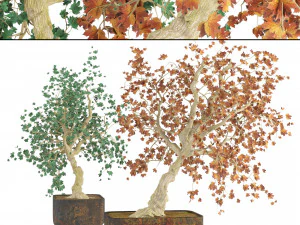 Fall and green bonny bonsai pot trees 3D Model