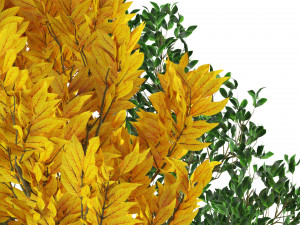 Landscape Saplings in Autumn and Spring 3D Model
