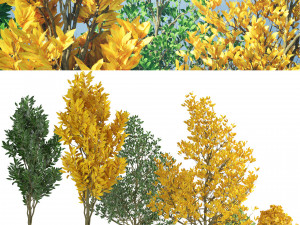 Landscape Saplings in Autumn and Spring 3D Model