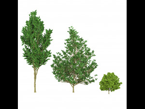 Landscape Saplings in Autumn and Spring 3D Model