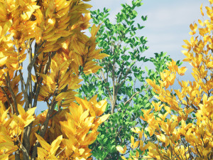 Landscape Saplings in Autumn and Spring 3D Model