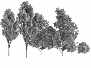 Landscape Saplings in Autumn and Spring 3D Model