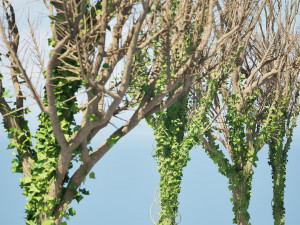 Ivy Climbers Growing on Winter Trees 3D Model