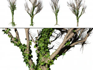 Ivy Climbers Growing on Winter Trees 3D Model