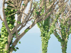 Ivy Climbers Growing on Winter Trees 3D Model