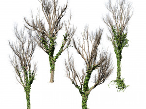 Ivy Climbers Growing on Winter Trees 3D 模型