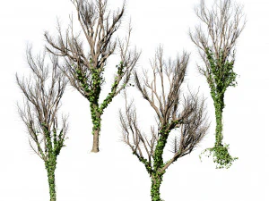 Ivy Climbers Growing on Winter Trees 3D Model