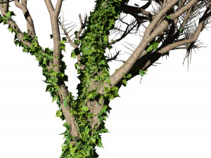 Ivy Climbers Growing on Winter Trees 3D Model