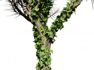 Ivy Climbers Growing on Winter Trees 3D Model
