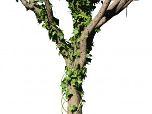 Ivy Climbers Growing on Winter Trees 3D Model