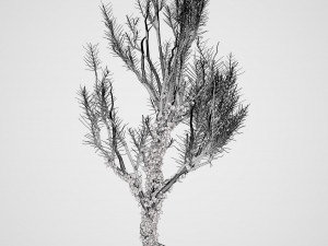 Ivy Climbers Growing on Winter Trees 3D 模型