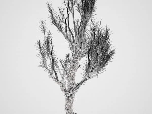 Ivy Climbers Growing on Winter Trees 3D Model