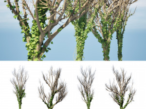 Ivy Climbers Growing on Winter Trees 3D 模型