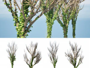 Ivy Climbers Growing on Winter Trees 3D Model