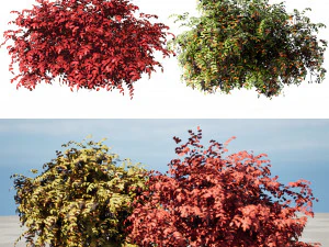 Shrubbery Bush for Garden Hose 3D Model