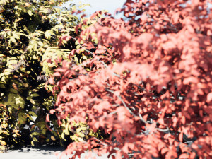 Shrubbery Bush for Garden Hose 3D Модель
