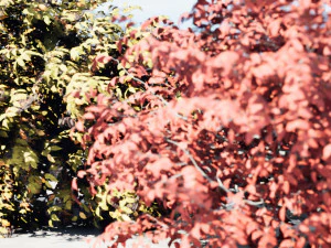 Shrubbery Bush for Garden Hose 3D Model