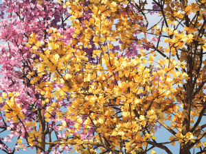 Realistic Low Poly Pink yellow Blossom Trees 3D 모델