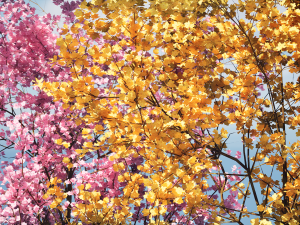 Realistic Low Poly Pink yellow Blossom Trees 3D 모델
