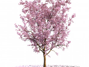 Realistic Low Poly Pink yellow Blossom Trees 3D 모델