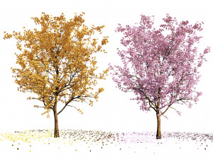 Realistic Low Poly Pink yellow Blossom Trees 3D 모델