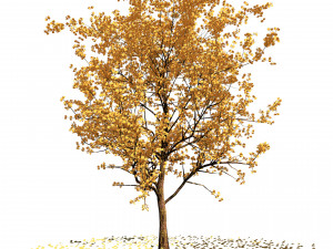 Realistic Low Poly Pink yellow Blossom Trees 3D 모델
