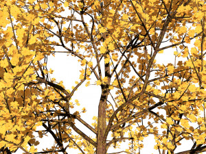 Realistic Low Poly Pink yellow Blossom Trees 3D 모델