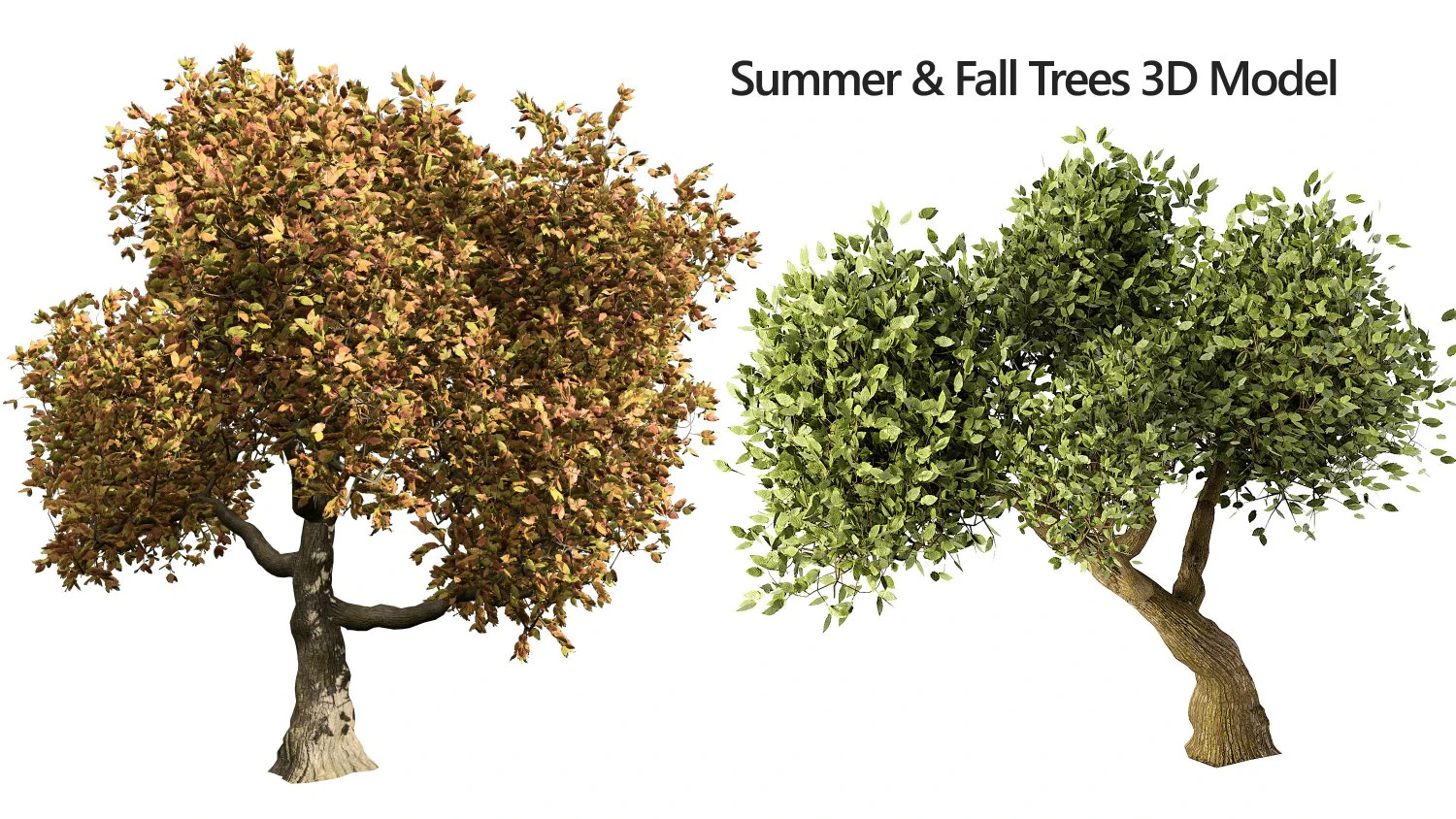 Lush Green Summer Tree and Vibrant Fall Tree s 3D Model .c4d .max .obj .3ds .fbx .stl .blend