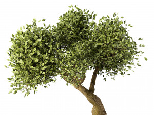 Lush Green Summer Tree and Vibrant Fall Tree s Modello 3D