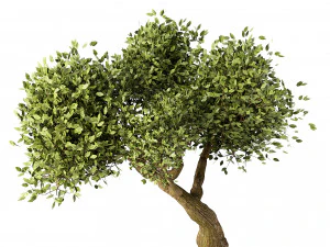 Lush Green Summer Tree and Vibrant Fall Tree s 3D Model