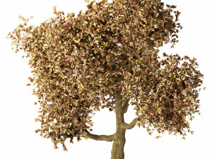 Lush Green Summer Tree and Vibrant Fall Tree s Modello 3D