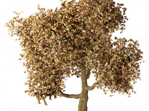 Lush Green Summer Tree and Vibrant Fall Tree s 3D Model