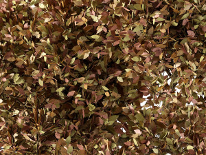 Lush Green Summer Tree and Vibrant Fall Tree s Modello 3D