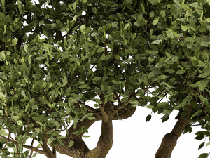 Lush Green Summer Tree and Vibrant Fall Tree s Modello 3D
