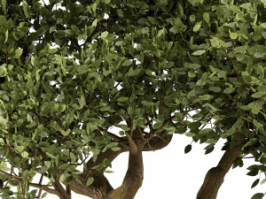 Lush Green Summer Tree and Vibrant Fall Tree s 3D Model