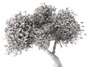 Lush Green Summer Tree and Vibrant Fall Tree s 3D Model