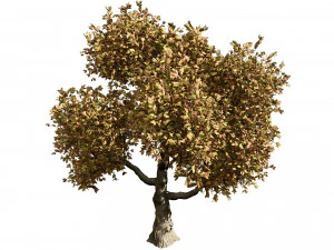 Lush Green Summer Tree and Vibrant Fall Tree s 3D Model