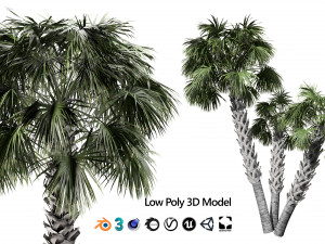 Sabal Palmetto 3D Assets 3D Model