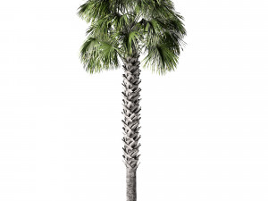 Sabal Palmetto 3D Assets 3D Model