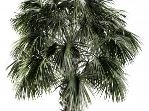 Sabal Palmetto 3D Assets 3D Model