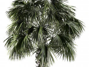 Sabal Palmetto 3D Assets 3D Model